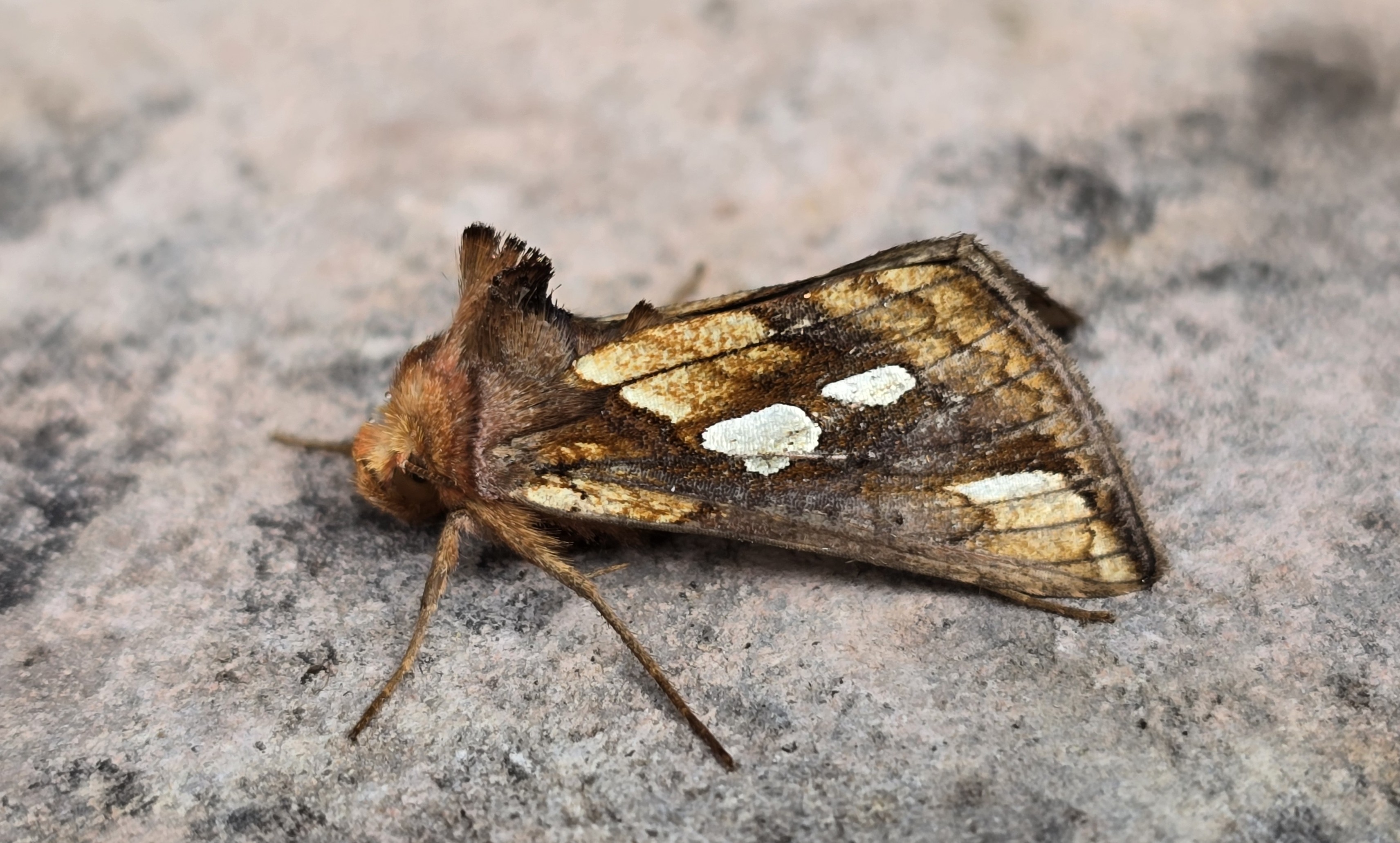 Photo of Gold Spot (Plusia festucae)